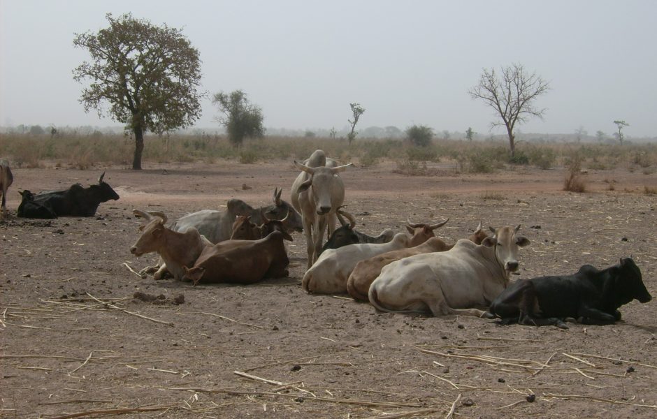 ©Association Rêves d'Afrique ©