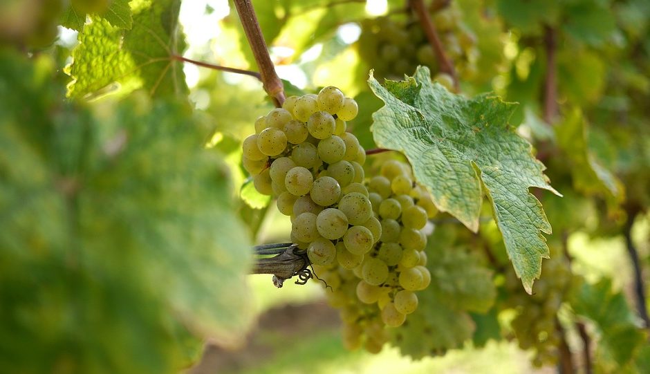 ©https://pixabay.com/fr/photos/raisins-raisins-de-cuve-riesling-2104086/ © Ove123/ Pixabay