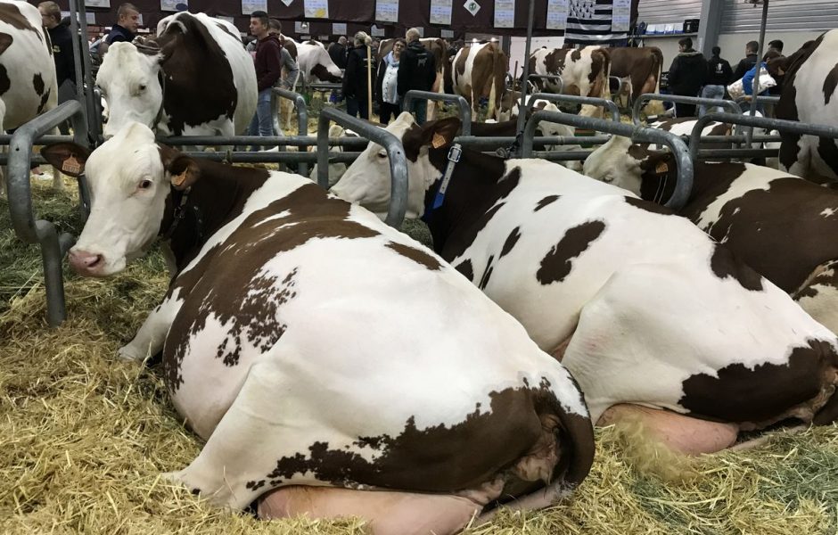 Vache de salon 2019 - vendredi 15 novembre 2019 ©Alexane Alfaro ©