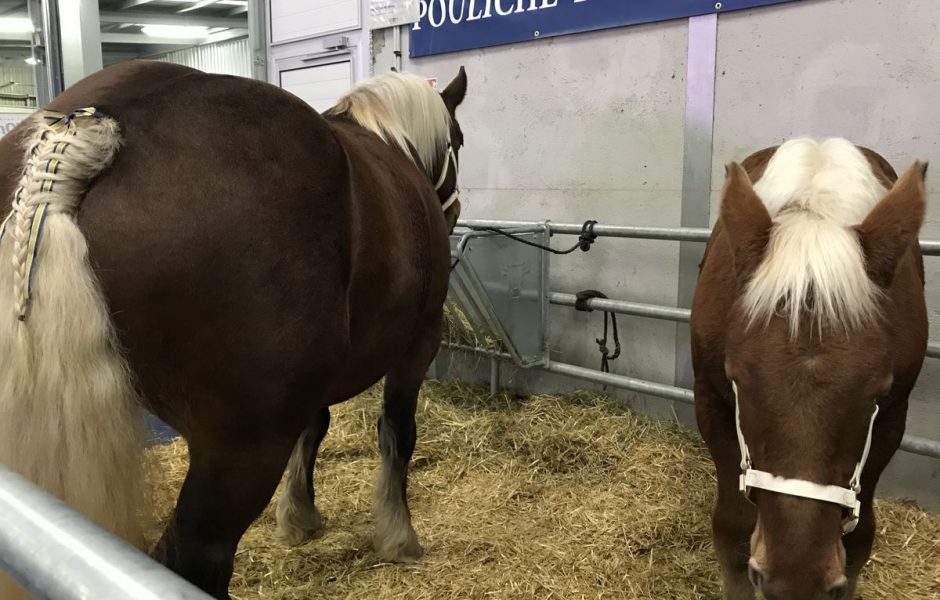 Vache de salon 2019 - vendredi 15 novembre 2019 ©Alexane Alfaro ©