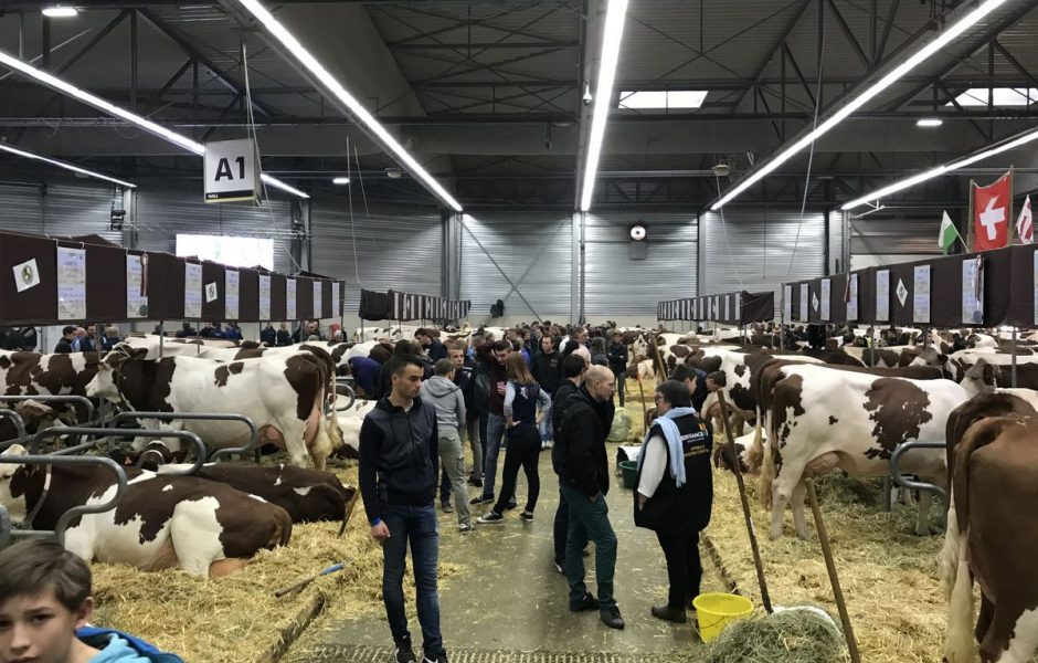 Vache de salon 2019 - vendredi 15 novembre 2019 ©Alexane Alfaro ©