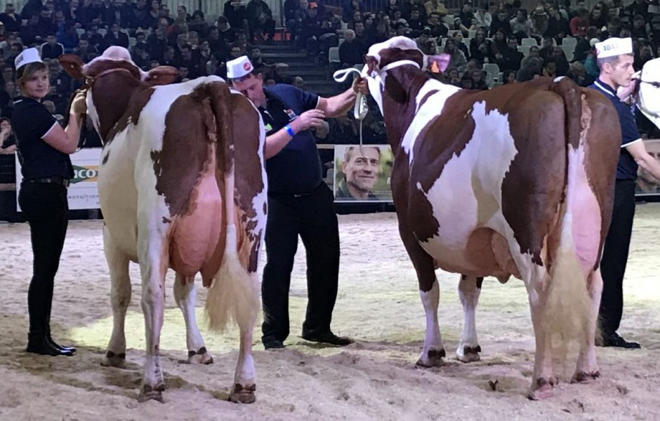 Vache de salon 2019 - vendredi 15 novembre 2019 ©Alexane Alfaro ©