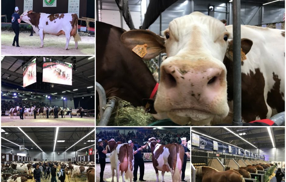 Vache de salon 2019 - vendredi 15 novembre 2019 ©Alexane Alfaro ©