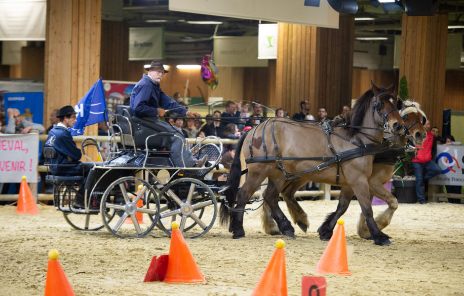 © Association du Cheval Comtois ©