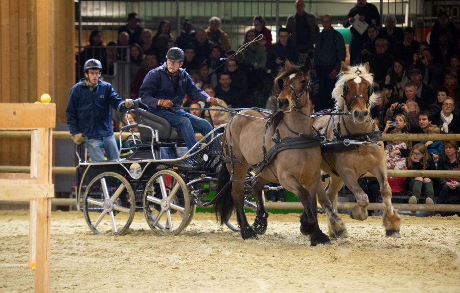 © Association du Cheval Comtois ©