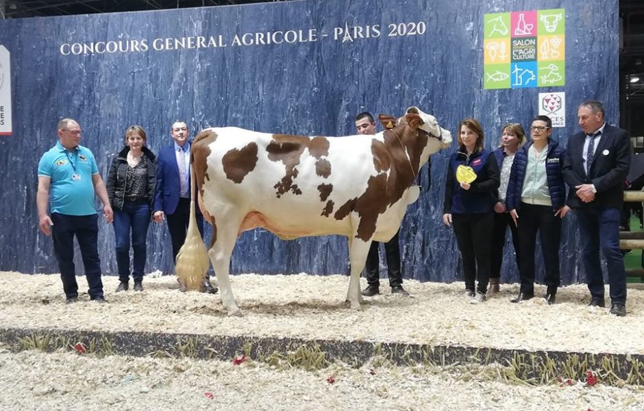 montbéliarde salon agriculture © association montbéliarde  ©