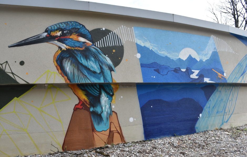 Un Martin Pêcheur d'Europe menacée par la transformation des milieux avec enrochement des berges et arasement des haies rivulaires. ©Accueil de loisirs ASEP  ©