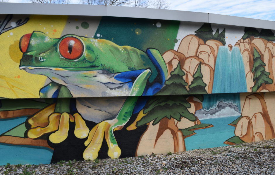  Une Grenouille Verte, espèce menacée sont tributaires de la qualité de leur milieu de vie et de la diminution en nombre et en surface des zones humides. ©Accueil de loisirs ASEP  ©