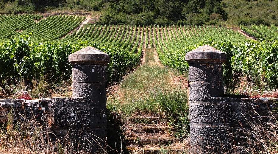 Vignes en Bourgogne © luctheo CC0 PXB