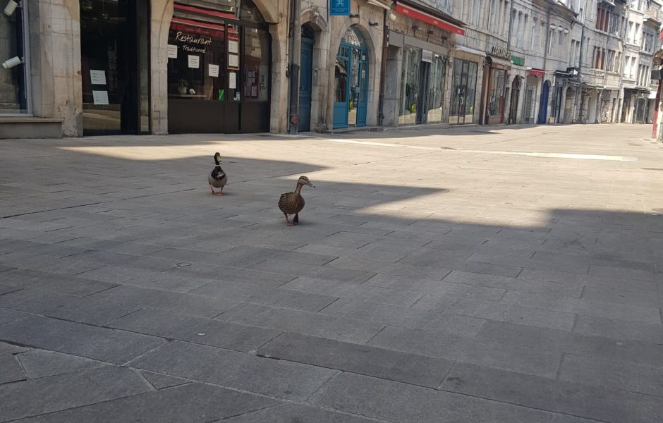 Quand les humains ne sont pas là, les canards dansent ©Sarah Z. ©