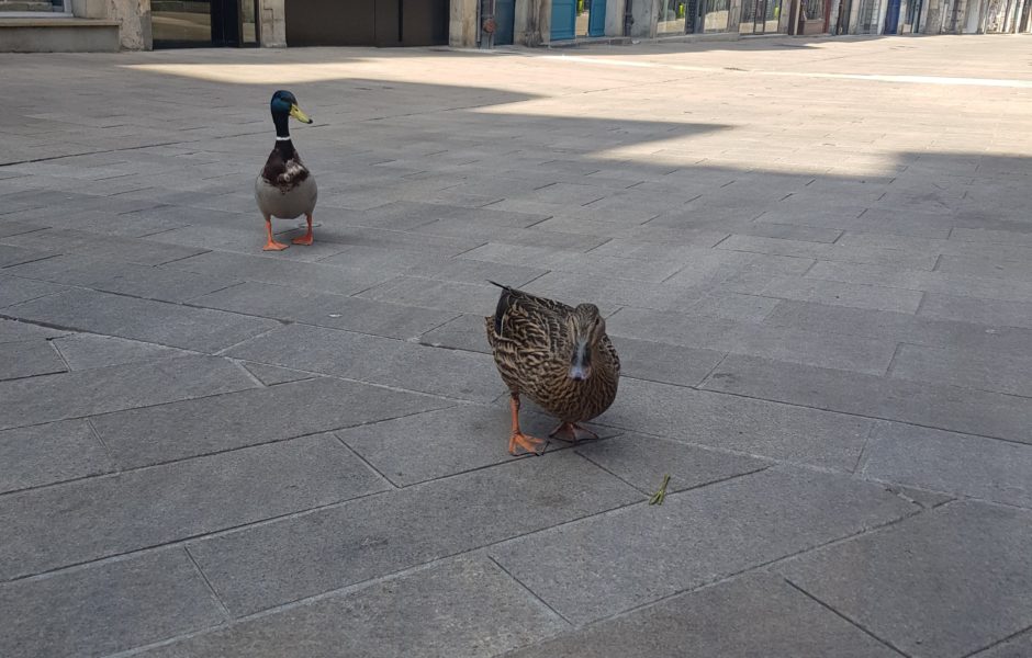 Quand les humains ne sont pas là, les canards dansent ©Sarah Z. ©