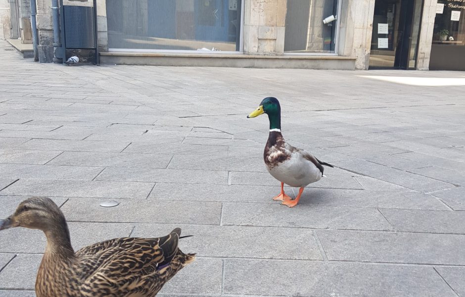 Quand les humains ne sont pas là, les canards dansent ©Sarah Z. ©