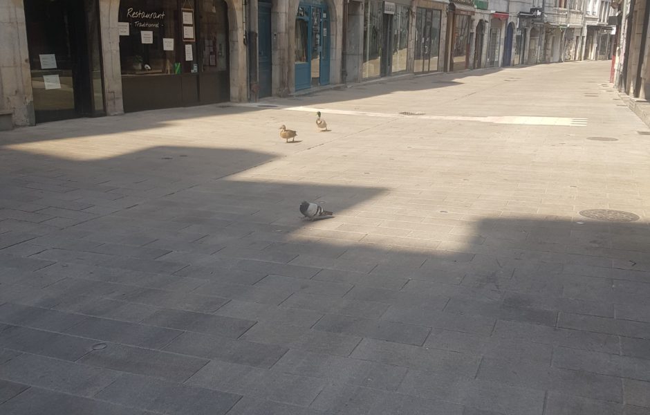 Quand les humains ne sont pas là, les canards dansent ©Sarah Z. ©