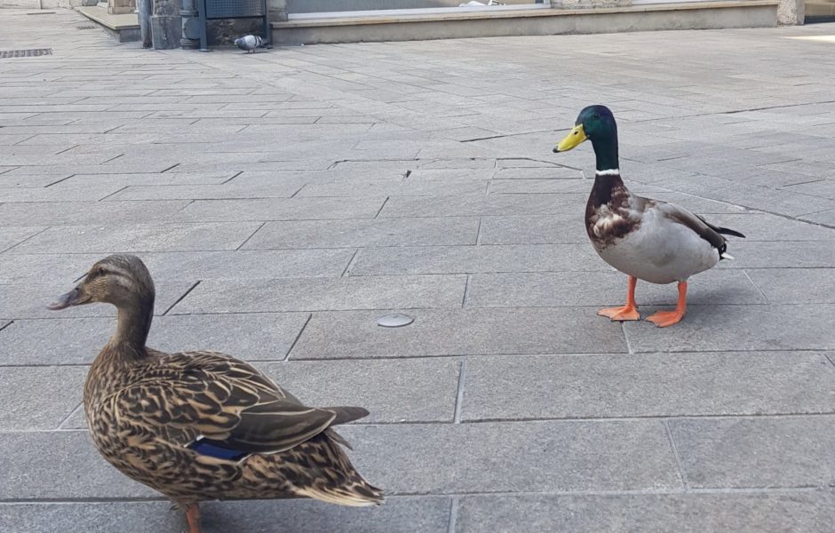 Quand les humains ne sont pas là, les canards dansent ©Sarah Z. ©