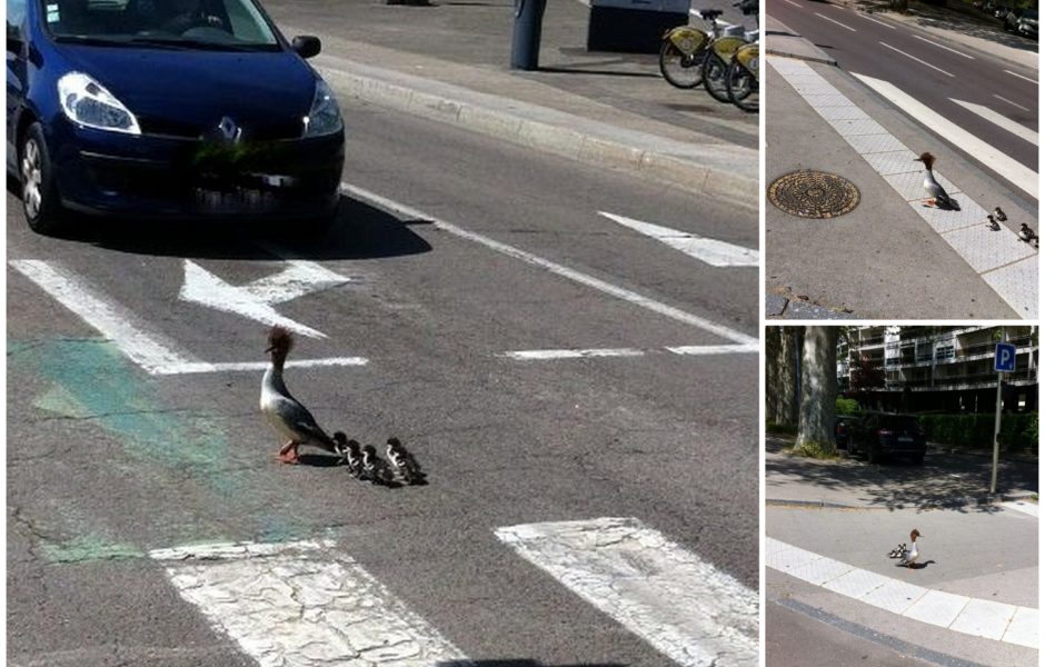 Une maman grèbe huppé et ses petits traversent sur les passages cloutés © Alerte témoin Charles M.
 ©