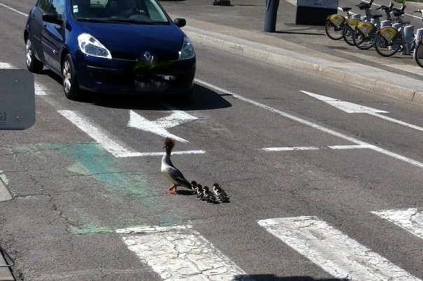 Une maman grèbe huppé et ses petits traversent sur les passages cloutés © Charles M.
 ©