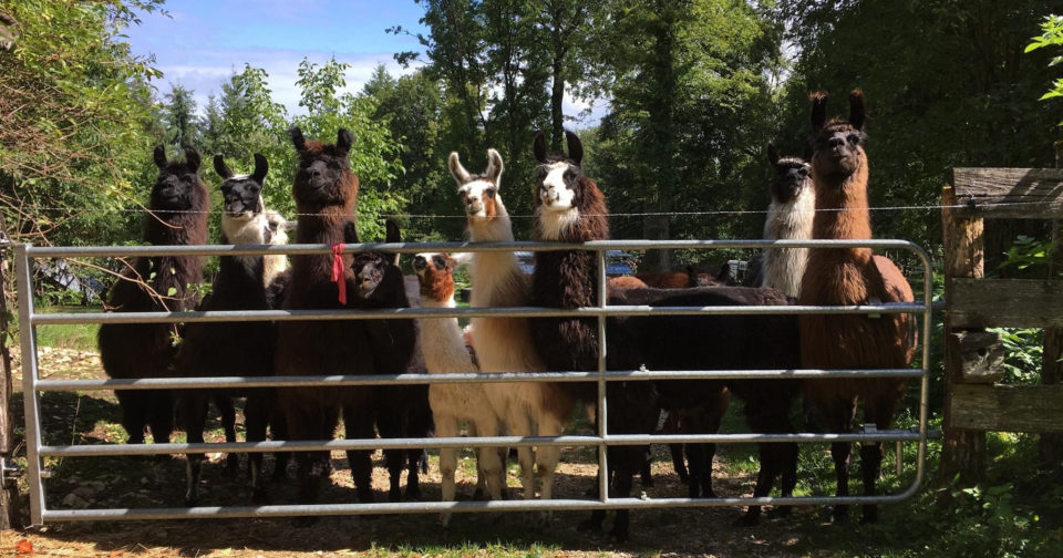 ou visiter des parcs animaliers en franche comte macommune info
