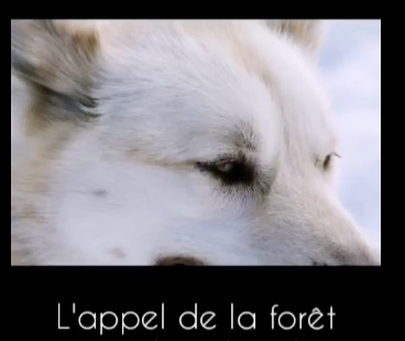 L'appel de la forêt ©