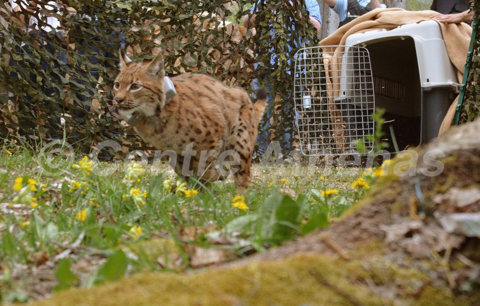 Lynx relâché © Centre Athénas ©