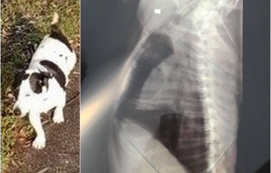 Harper et la radiographie post-mortem prise par le ve?te?rinaire. ©DR ©