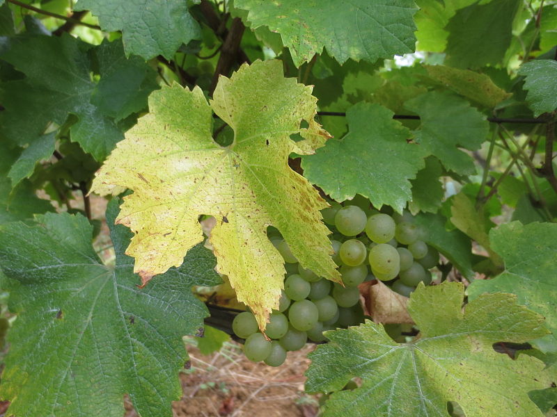 Chardonnay du Jura  (2013) © Arnaud 25 CC3
 © Chardonnay du Jura  (2013) © Arnaud 25 CC3