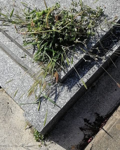 Végétaux aux niveau du cimetière des Chaprais © Marie G. ©