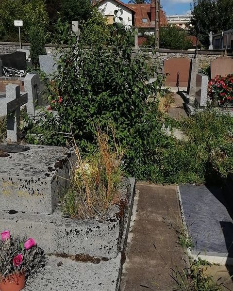 Végétaux aux niveau du cimetière des Chaprais © Marie G. ©