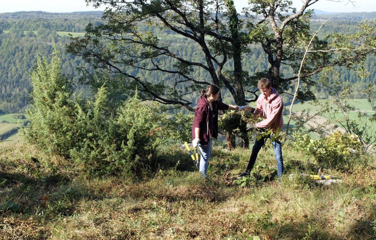 Chantier d'automne/débroussaillage ©Magalie Mazuy ©