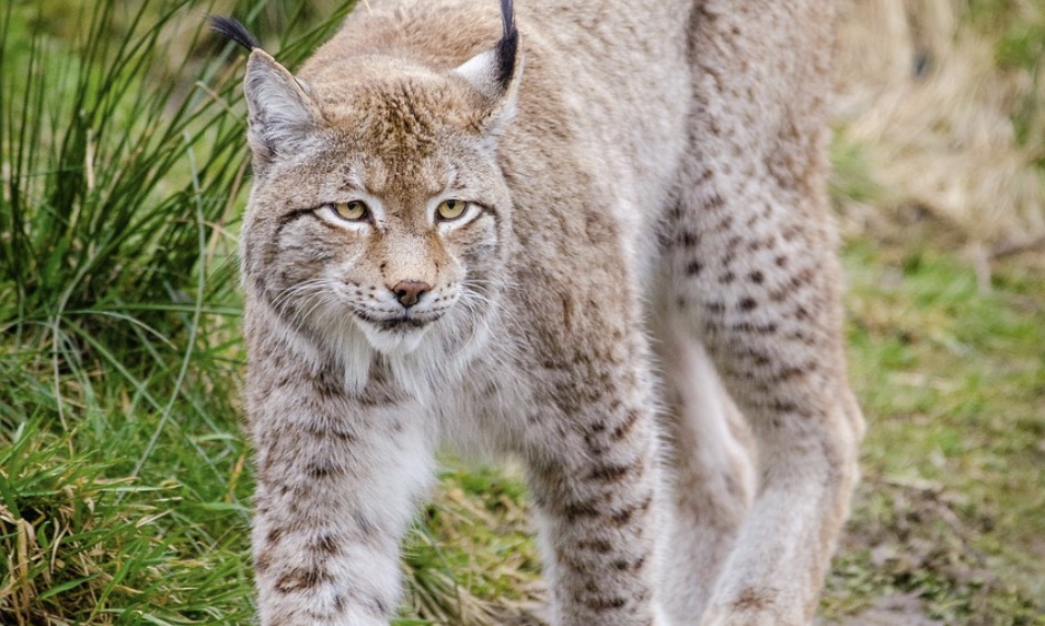 Un Lynx boréal © FotoshopTofs/Pixabay