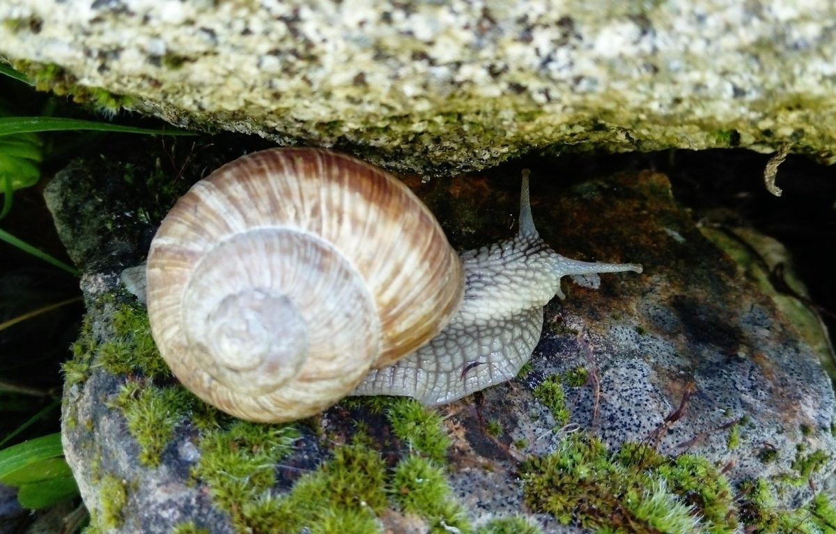 Escargot de Bourgogne  Observatoire de la Biodiversité des Forêts