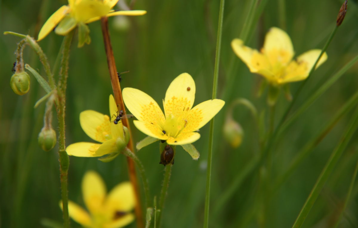 Saxifrage © PNRH JP. Durlet