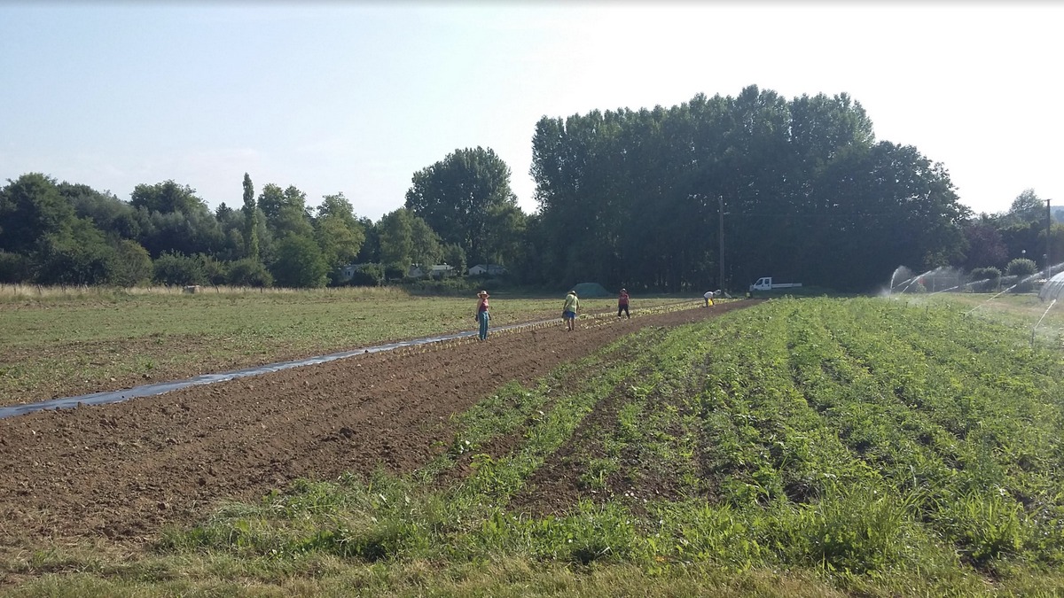 Jardins de Cocagne - Travail des champs - salariés en insertion. © Association Julienne Javel