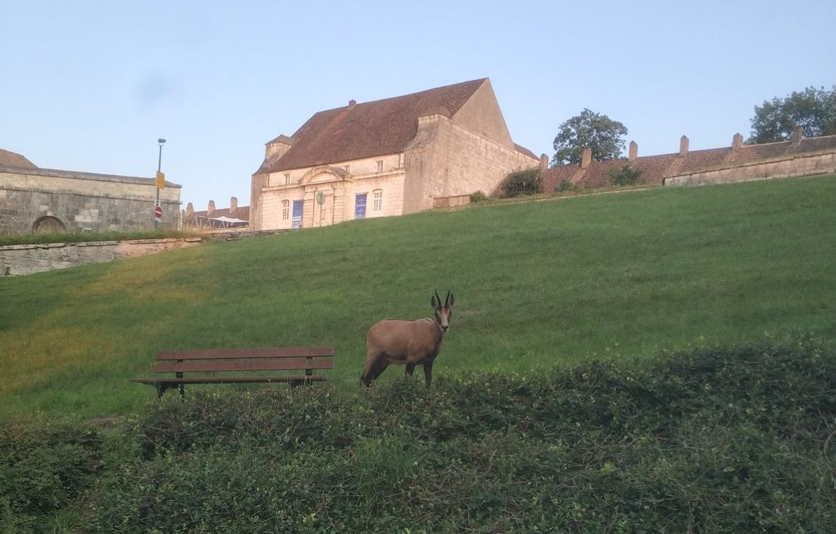  © Alerte témoin Mamdooh AB