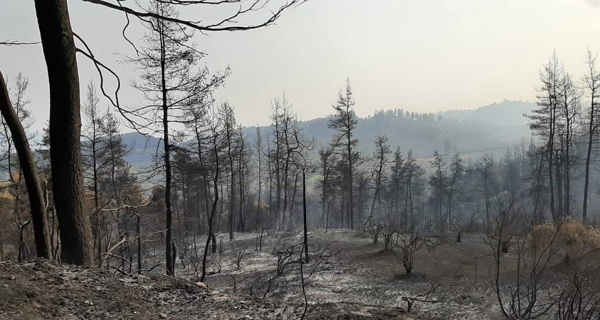 Une forêt dévastée en Grêce (Été 2021) © PUI