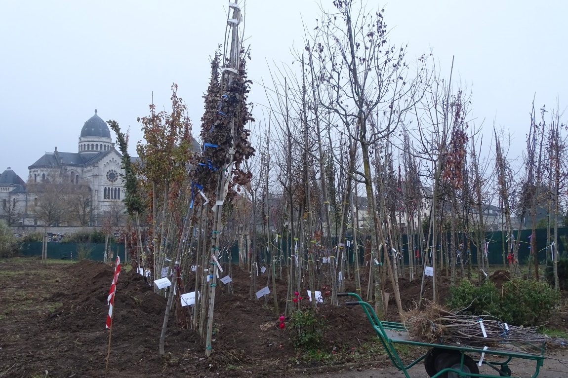 Une répartition par secteur est réalisée, suivie par une mise en jauge des arbres livrés en racines nues afin de les protéger en attendant leur plantation.  © Jean-Charles Sexe - Ville de besançon