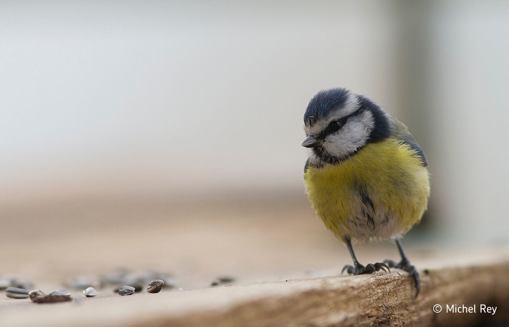 Mesange bleue © Michel rey