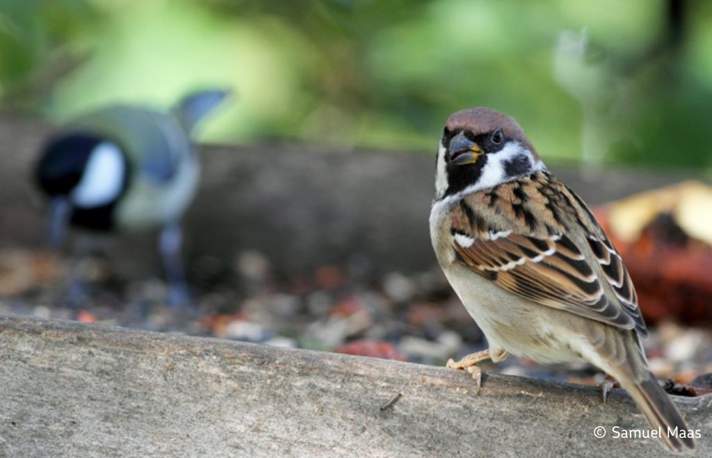 Moineau friquet  © Samuel maas