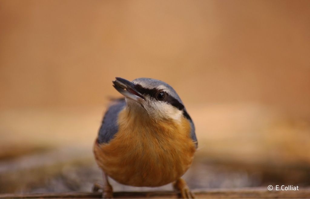 Comment nourrir les oiseaux en hiver