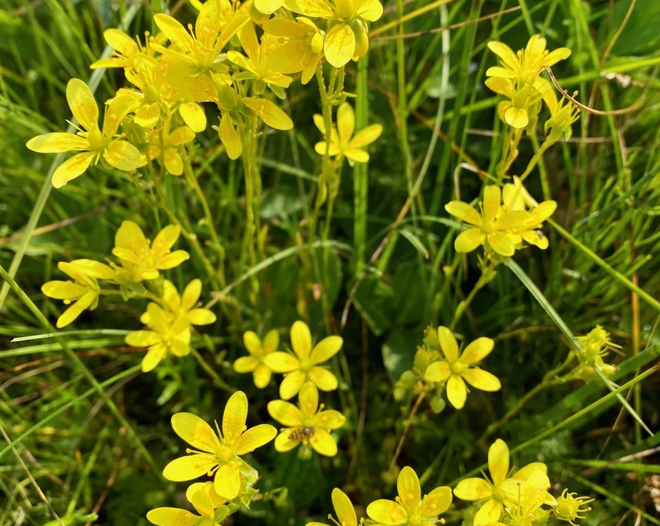 Colonie naturelle de saxifrage découverte dans le Doubs ©Julien Guyonneau ©