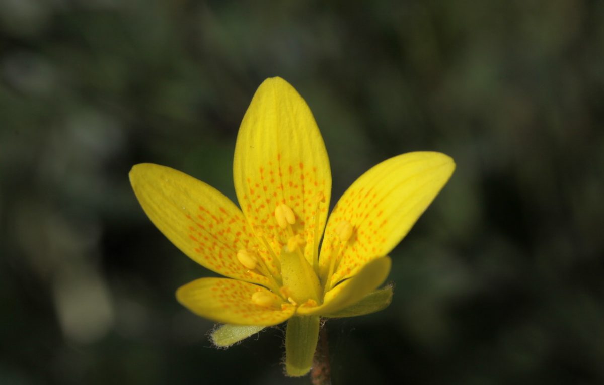 La fleur du saxifrage ©Julien Guyonneau ©