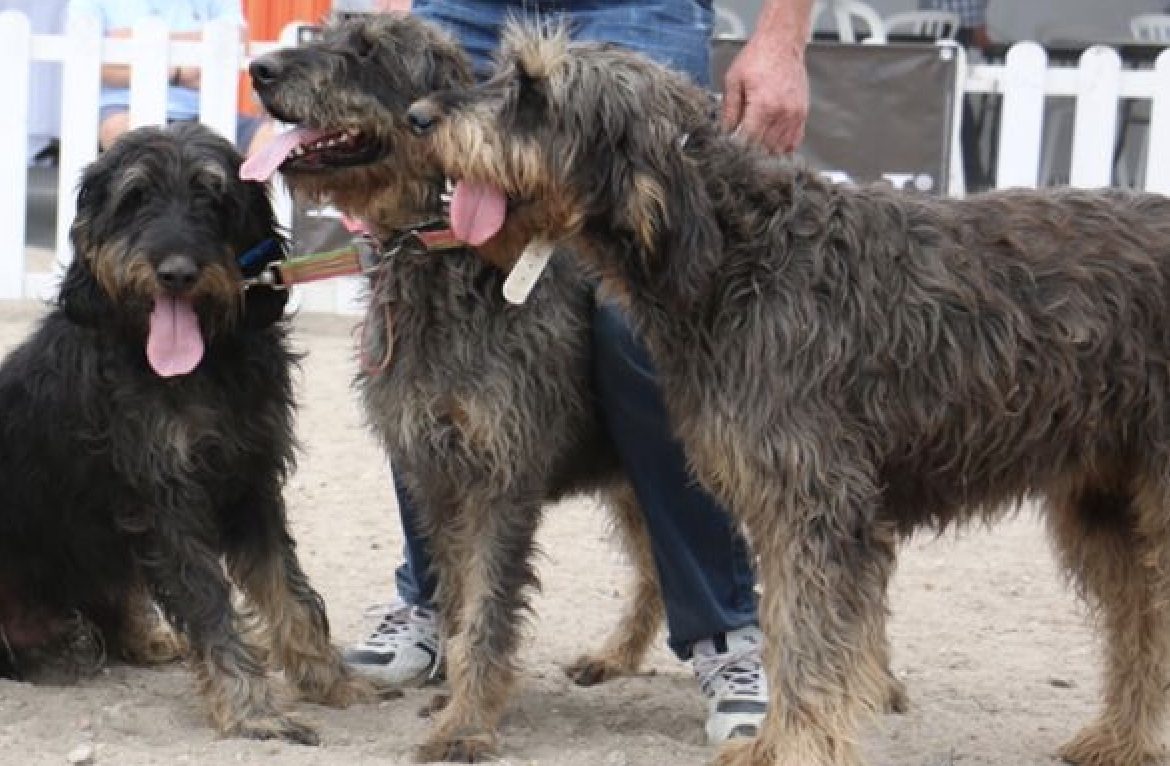 Griffon nivernais © Centrale canine