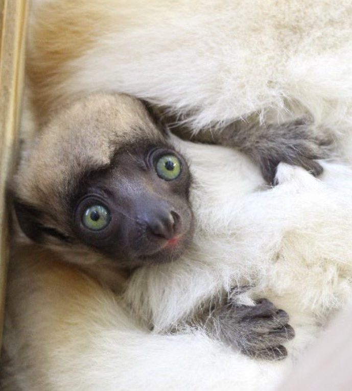 Pour la troisième fois en 3 ans, le Jardin zoologique du Muséum de Besançon voit s’agrandir sa famille de propithèques couronnés. © Citadelle de Besançon - Alexandrine Vesz