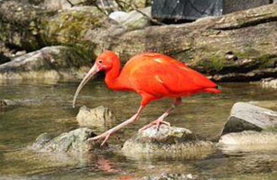 Six Ibis rouge ©