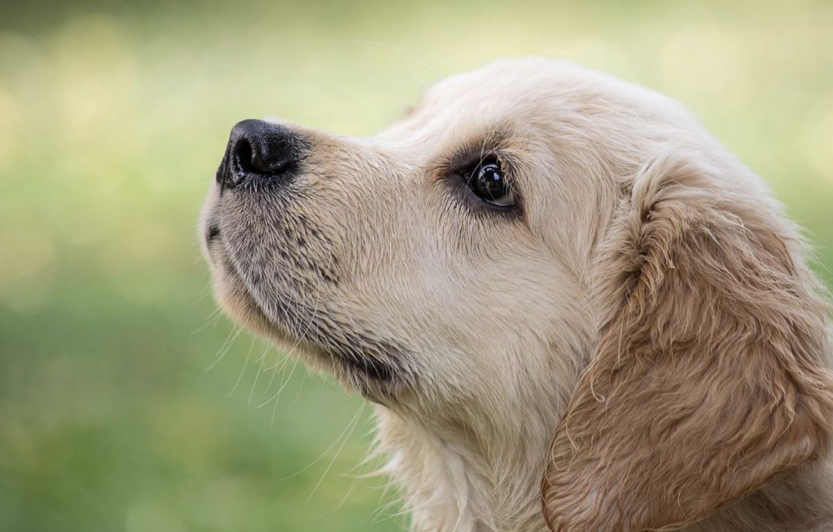 Quelques conseils pour protéger son chien de la chaleur en voiture