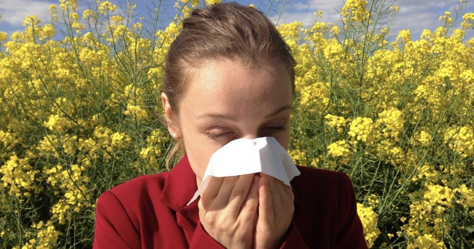 Pic de pollens de bouleau en Bourgogne-Franche-Comté : risque élevé pour les allergiques