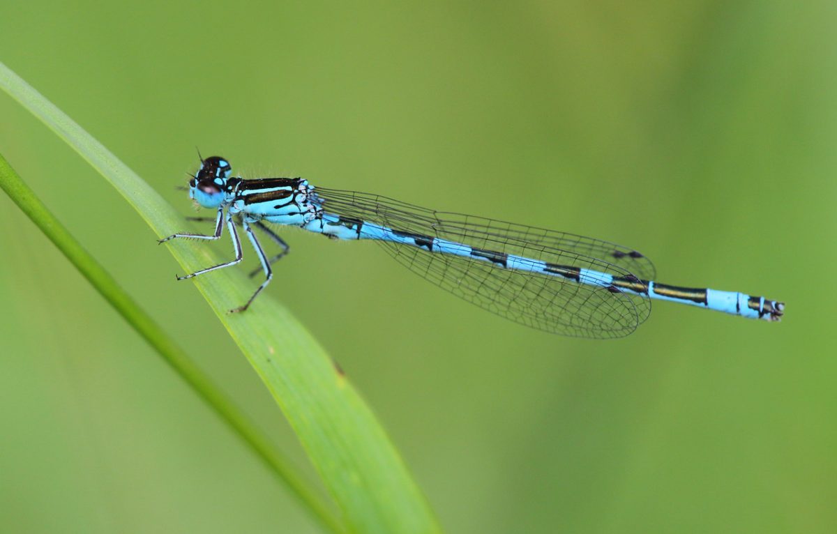 L'Agrion de mercure © Laurent Rouschmeyer