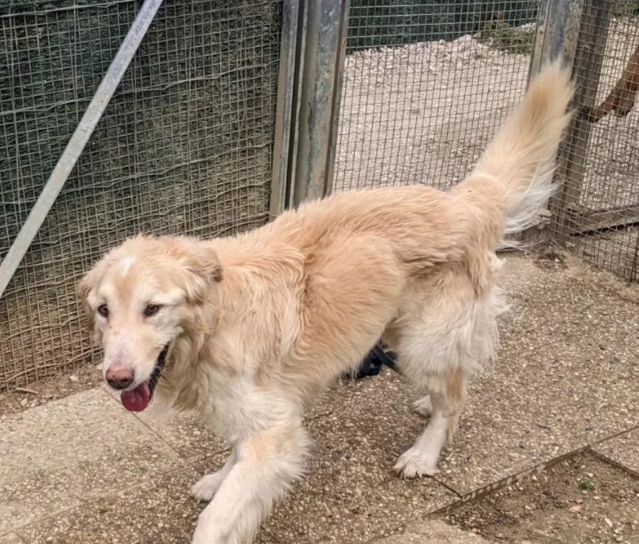 À son arrivée au refuge, Nougat, un chien maltraité, ne pesait que 14kg au lieu des 30/35 habituels. &copy; SPA