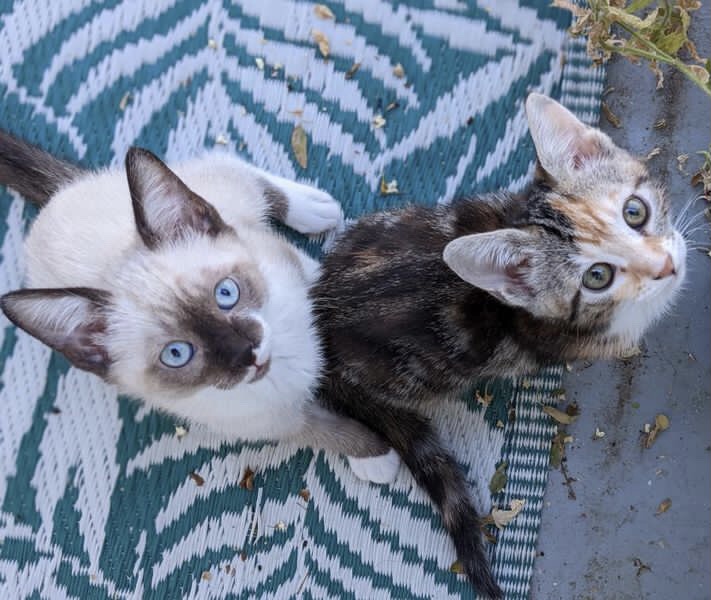 Passés par la SPA, ces chatons ont désormais trouvé leurs nouvelles familles. © Elodie R