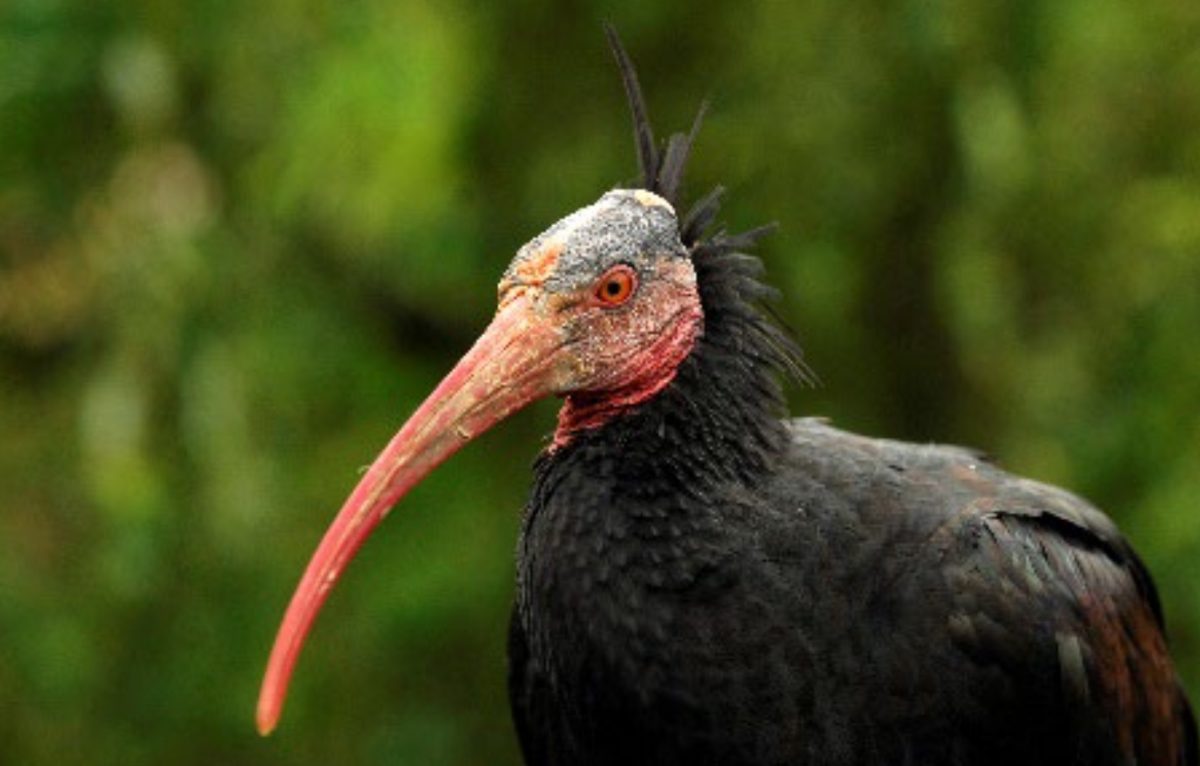 Un ibis chauve © David Lefranc