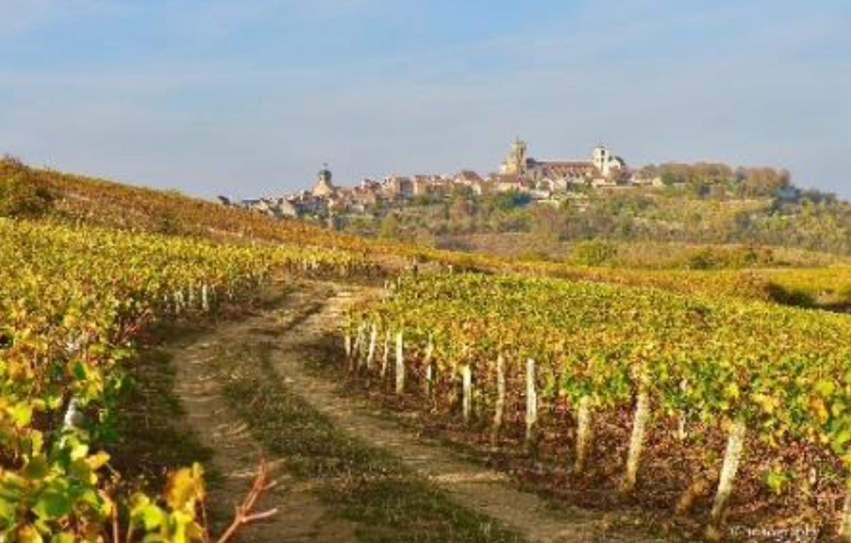 Le vignoble vézelien © Heko Koster